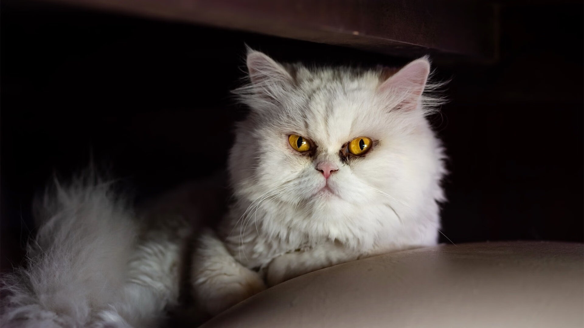 格鲁吉亚女篮在欧洲锦标赛中刷新纪录,期待奥运精彩表现,格鲁吉亚杯篮球