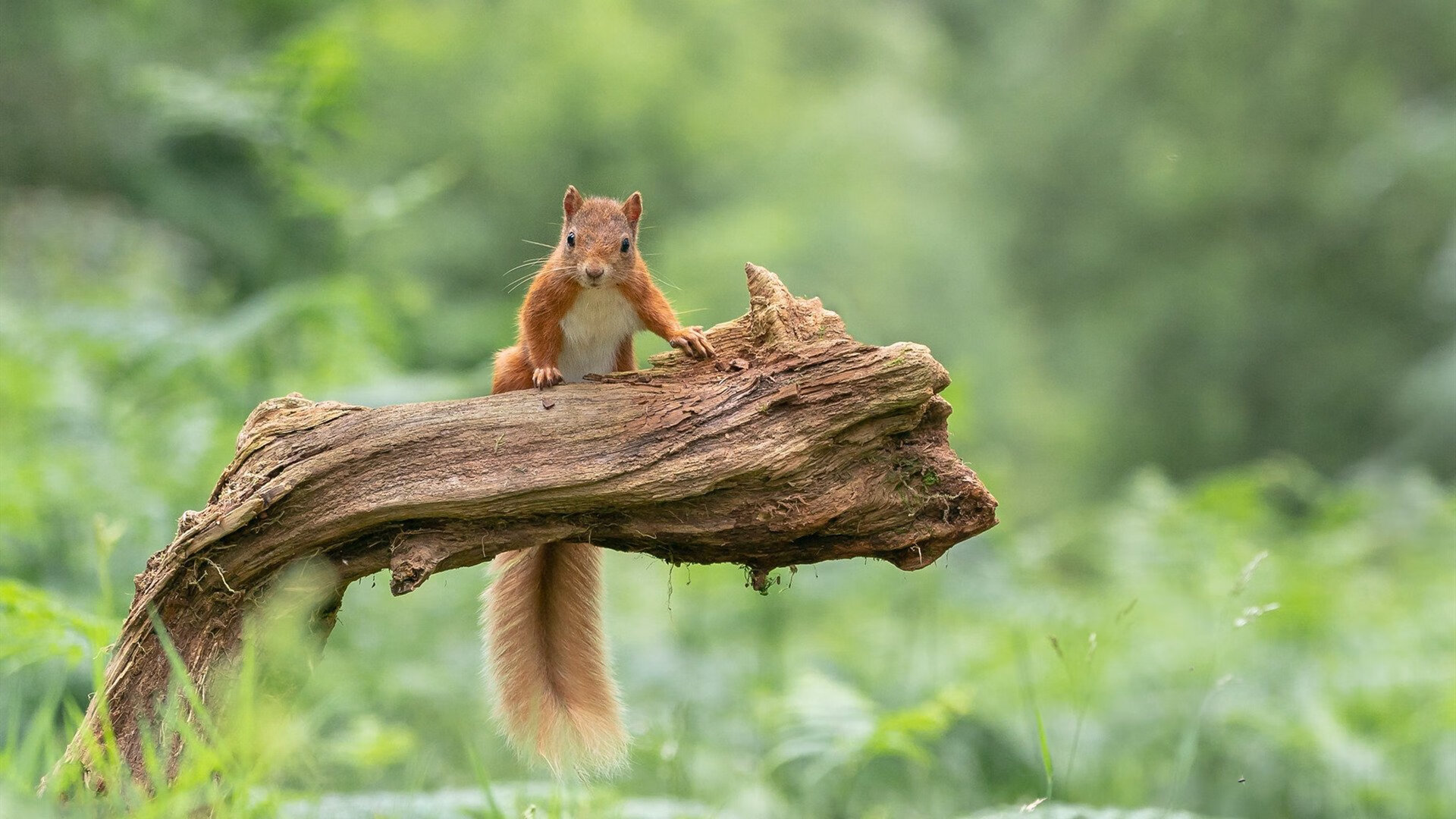 -皇马青训屡出新星，阵容未来光明