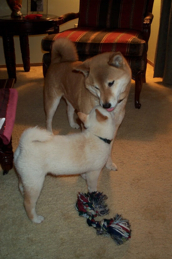 英格兰男女橄榄球队并肩打造世界强队,英国女子橄榄球