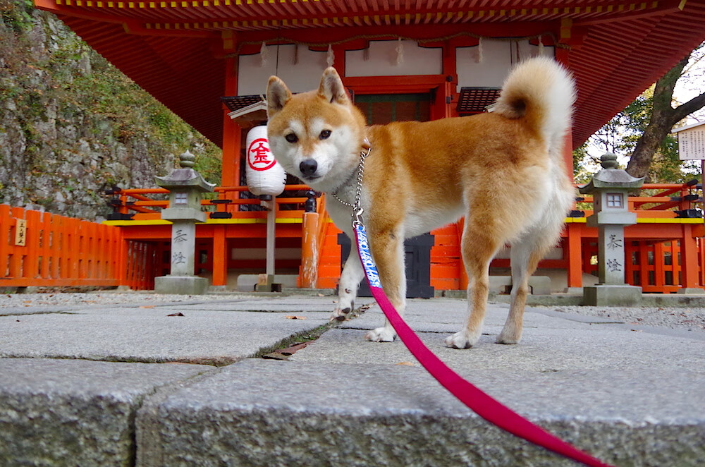 蝶泳新秀中立代表队A助力突破,蝶泳女选手