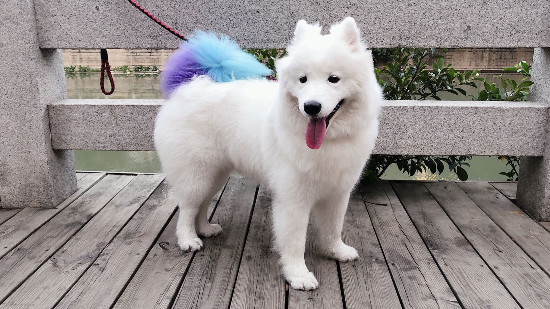 米兰体育官网-C罗牵手小球童16年后变同场对手，c罗和小球迷采访