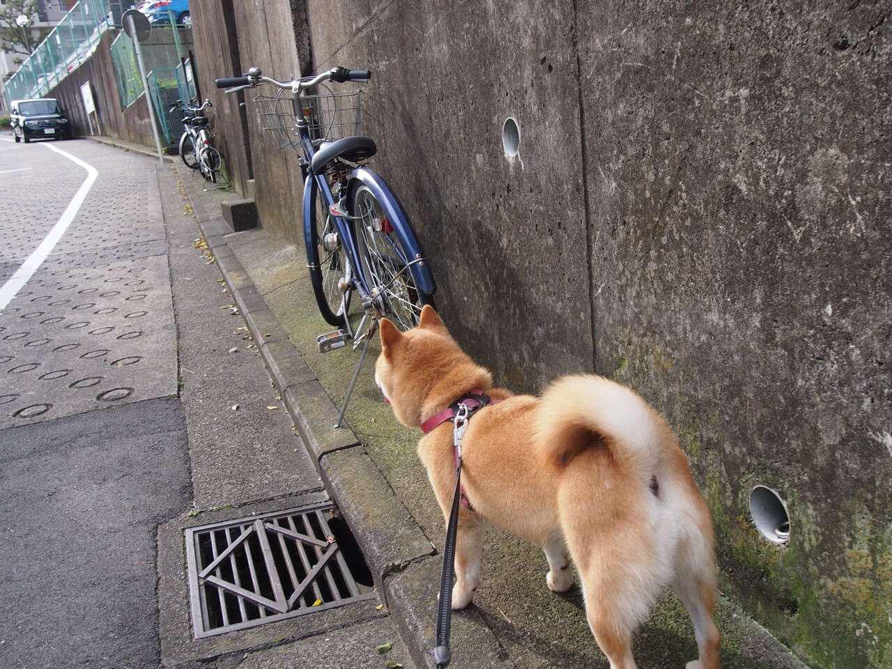 C罗见证了索博的成长！昔日球童成劲敌，索帅和c罗队友